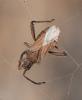 Coriomeris hirticornis
